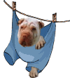sharpei.gif